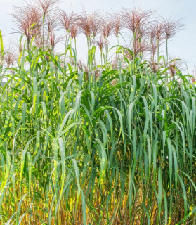 Miscanthus giganteus